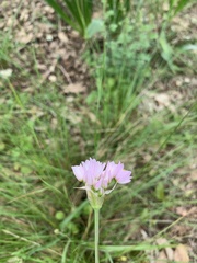 Allium roseum