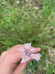 Allium roseum