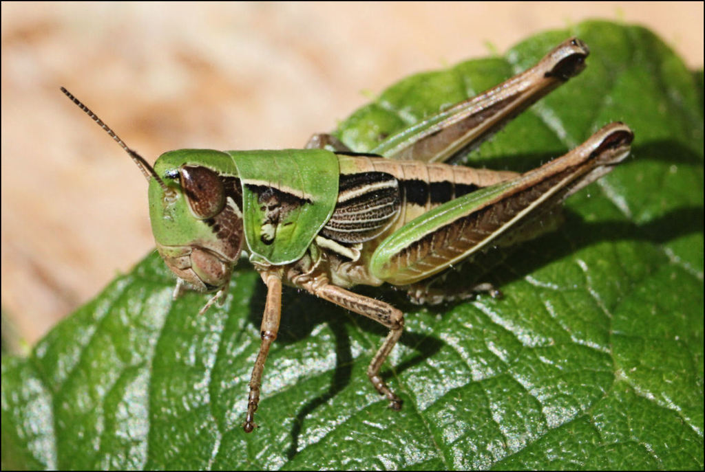 Praxibulini
