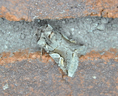 Stretchia plusiaeformis