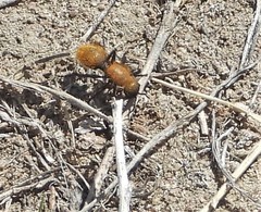 Dasymutilla stevensi