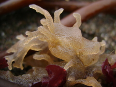 Alcyonidium