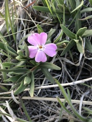 Phlox woodhousei