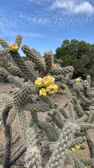 Cylindropuntia whipplei