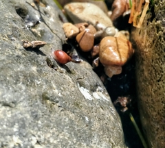 Eulithidium