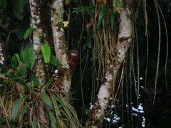 Plecturocebus discolor