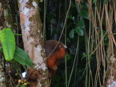 Plecturocebus discolor