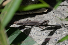 Takydromus tachydromoides