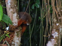 Plecturocebus discolor