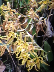 Cyrtochilum pardinum