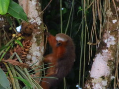 Plecturocebus discolor