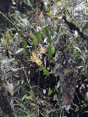 Cyrtochilum pardinum