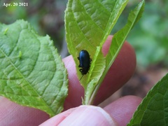 Gastrolina thoracica