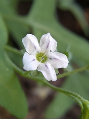 Pholistoma membranaceum