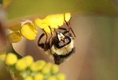 Criorhina caudata
