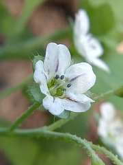 Pholistoma membranaceum