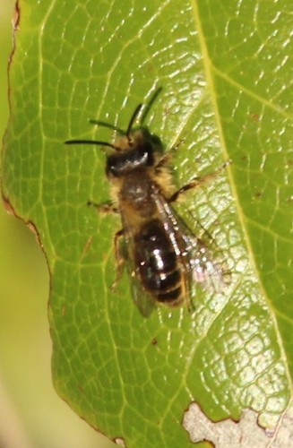Barberry Andrena Bee