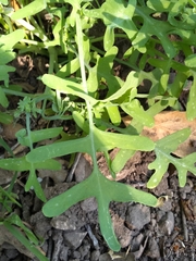 Pholistoma membranaceum