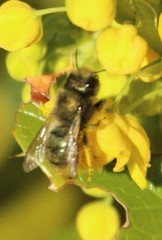 Osmia lignaria