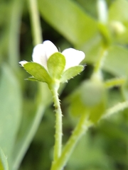 Pholistoma membranaceum