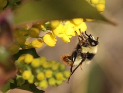 Criorhina caudata