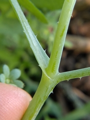 Pholistoma membranaceum