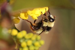 Criorhina caudata