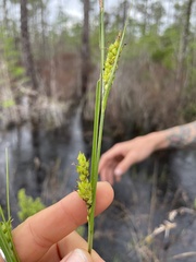 Carex striata striata