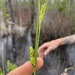 Carex striata striata - Photo (c) lillybyrd,  זכויות יוצרים חלקיות (CC BY-NC), uploaded by lillybyrd