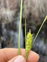 Carex striata striata
