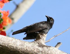 Micronesian Starling photo 1