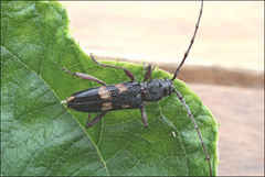 Phoracantha punctata