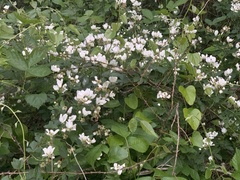 Rubus oklahomus