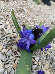 Hyacinthus
