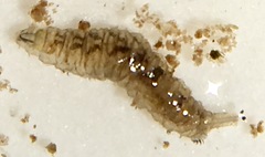 Ephydra