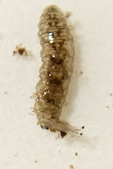 Ephydra