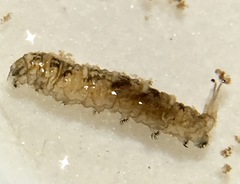 Ephydra
