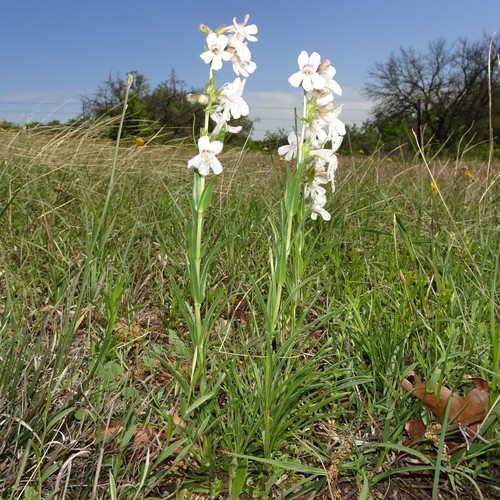 Guadalupe beardtongue (Penstemon guadalupensis)