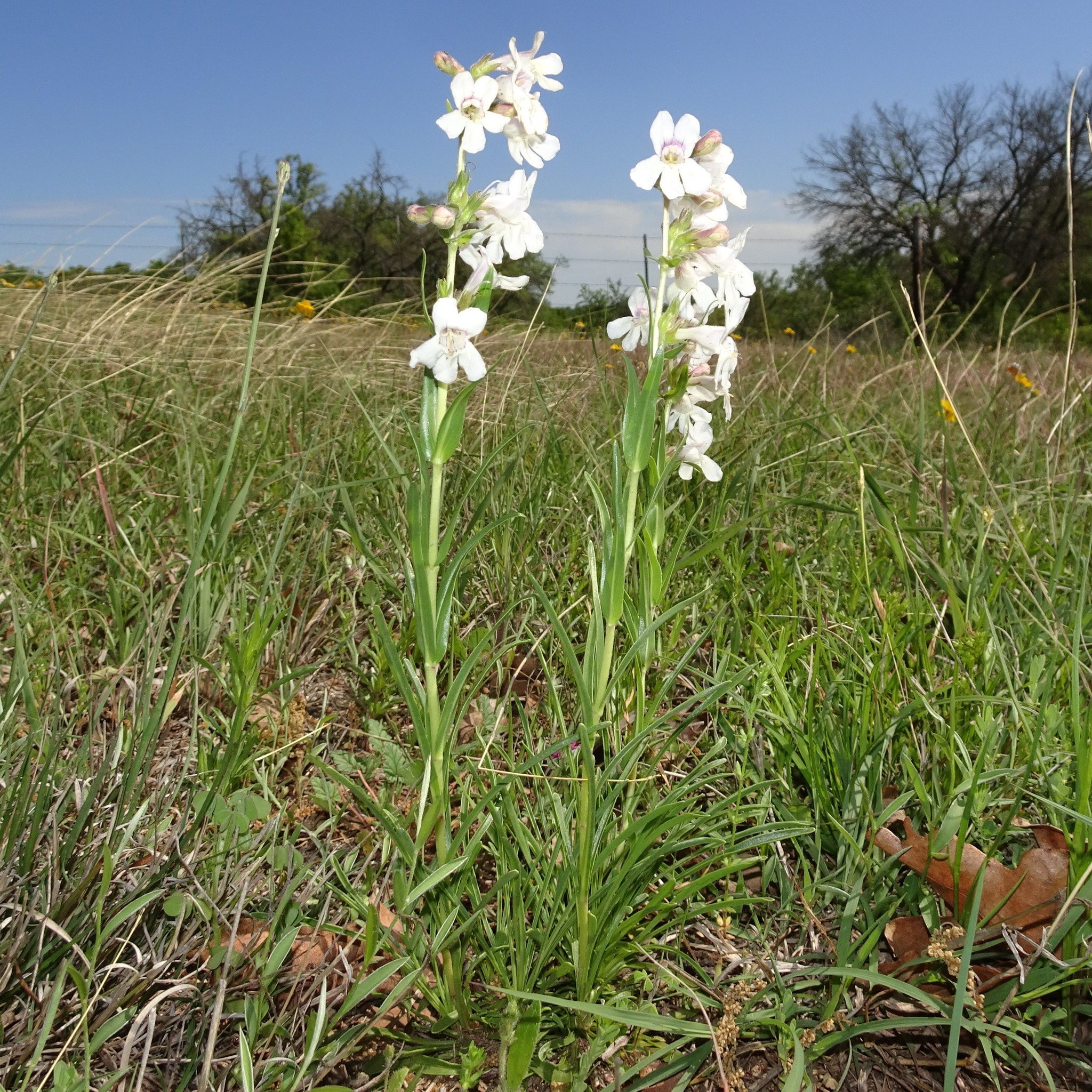 Penstemon guadalupensis