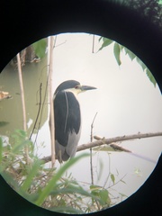 Nycticorax nycticorax