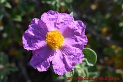 Cistus creticus eriocephalus