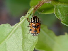 Cryptocephalus bivius