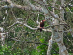 Galbalcyrhynchus leucotis