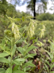 Lithospermum virginianum