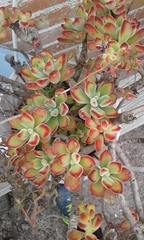 Echeveria pulvinata