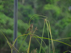 Sporophila angolensis