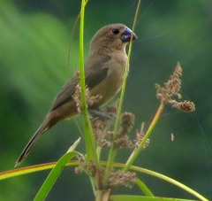 Sporophila angolensis