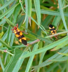 Oncopeltus cingulifer
