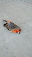 Haemorhous mexicanus