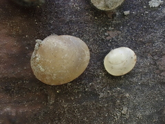 Sphaerium occidentale